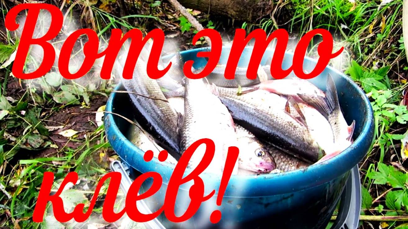 Рыбалка на таёжной реке клёв не оторваться реабилитация Аркана восстанавливается после операции смотреть онлайн