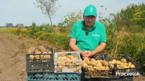 НЕ ОТПРАВЛЯЙТЕ КАРТОФЕЛЬ НА ХРАНЕНИЕ БЕЗ ЭТОГО! Вот что нужно сделать, чтобы весь картофель не сгнил