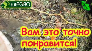 ОТ ЭТИХ СОВЕТОВ В КОМПОСТЕ СПЛОШНЫЕ СЛИЗНИ! Что добавить от вредителей. Пропадут даже муравьи!