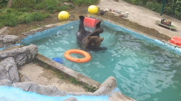 Медведь Мансур и синхронное плавание в бассейне 🐻🏊💦😆