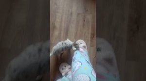 показываю мою собаку 💗