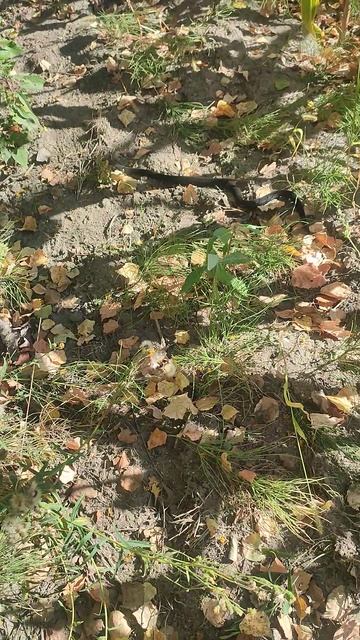 Гадюка смотреть онлайн