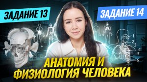Анатомия и физиология человека | Задания 13, 14 | Биология ЕГЭ | Умскул
