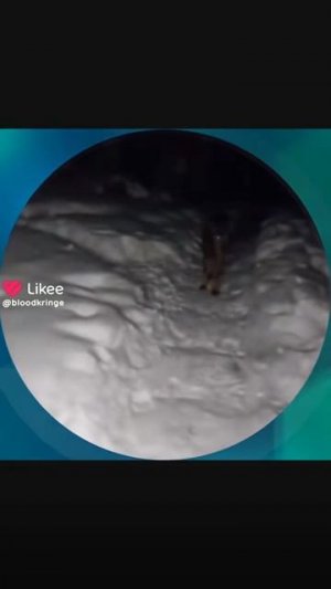 люди увидели настоящего волка