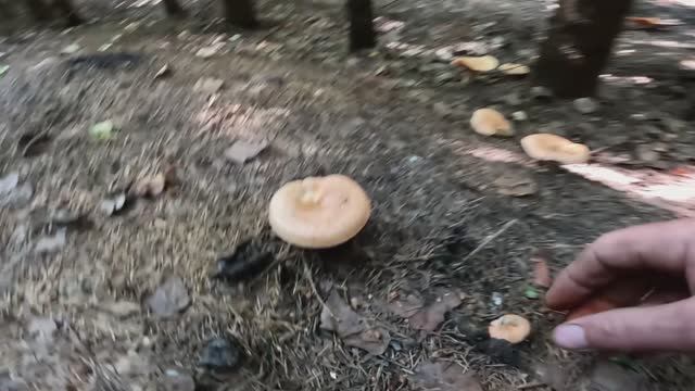 Вторая поездка за рыжиками смотреть онлайн