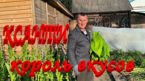 ОСОБЕННОСТИ уборки ТАБАКА КСАНТИ. Рубим ГЕРЦЕГОВИНУ со стеблями. Готовимся к сбору семян.