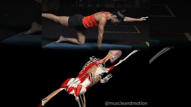 Бёрд дог / Birddog смотреть онлайн