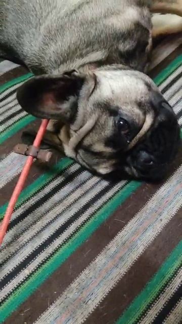 Французский бульдог Пуся,11 месяцев. Упрямая.