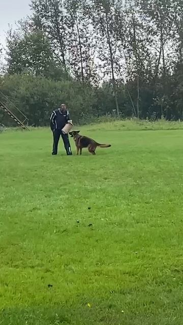 1 Отл. КЧК Wizard Time ALYASKA +++ №40. САНКТ-ПЕТЕРБУРГ 30 августа`25 Моно немецких овчарок