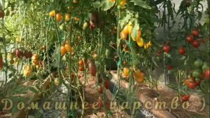 Последние томаты сентября! Обзор по сортам!