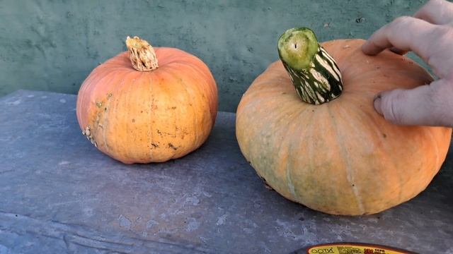 Урожай тыквы в 2025г