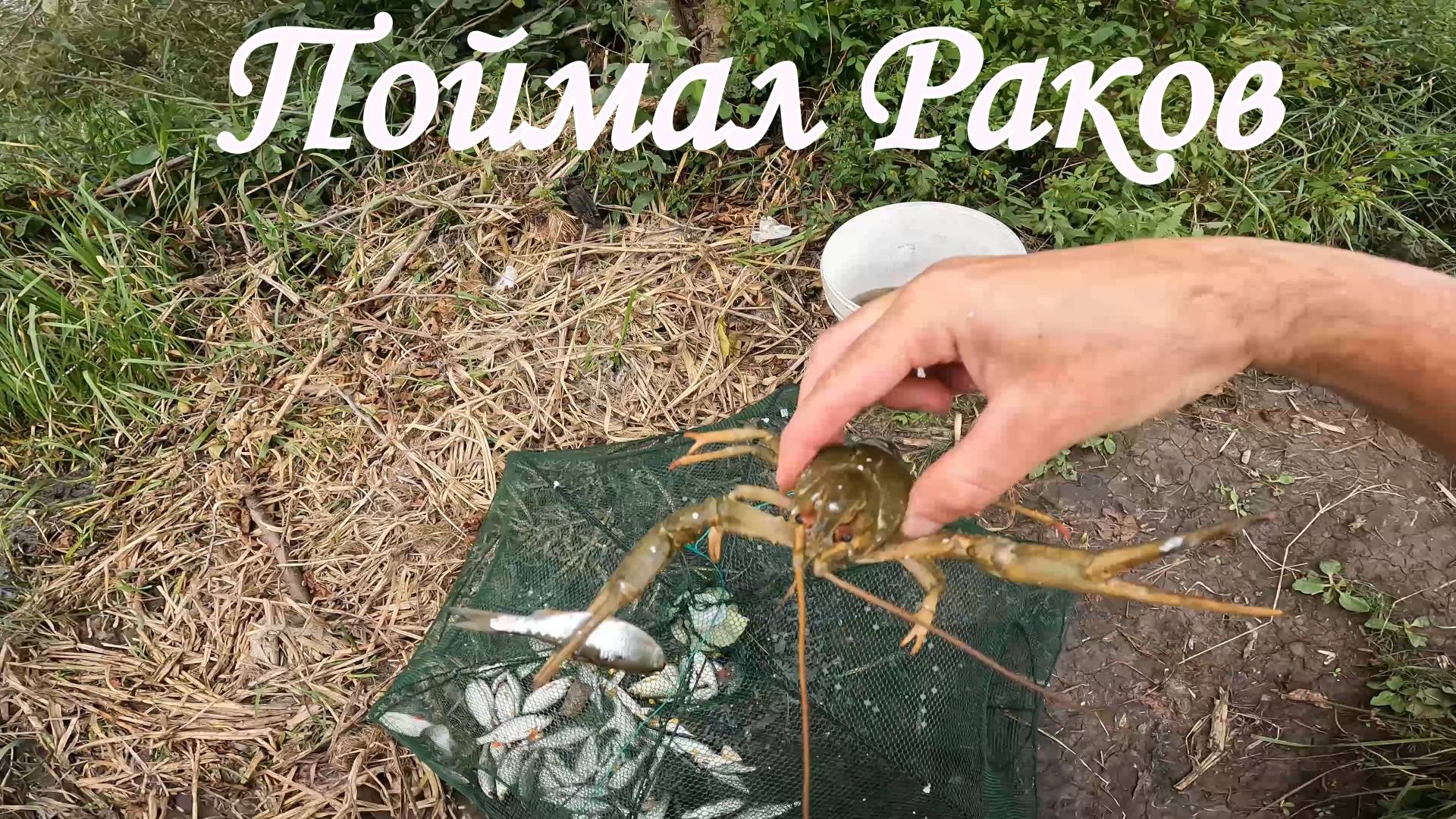 ЛОВЛЯ РАКОВ НА РАКОЛОВКИ ( Зонтик ) Прикормка с Озона смотреть онлайн