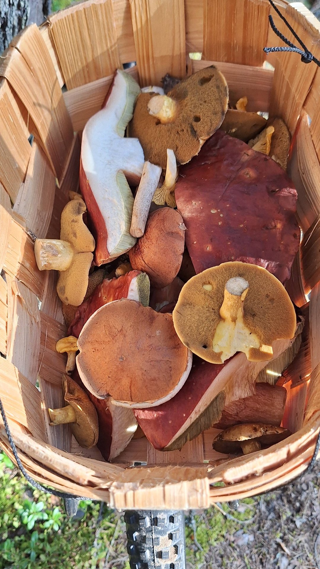 Сбор грибов 2025. смотреть онлайн