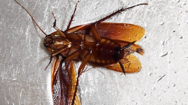 Уезжаем в Китай к роботам, жаре, плесени и тараканам. Самый интересный перелет в моей жизни