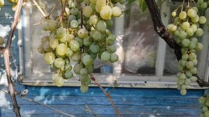 11 сентября 2025