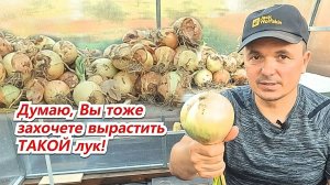 В следующем году обязательно тоже попробуйте вырастить такой лук!
