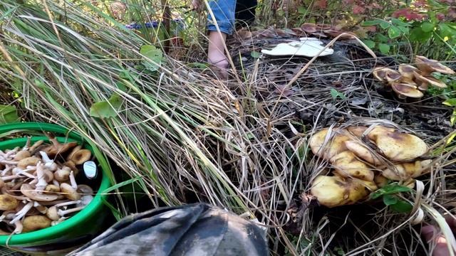 Грибное место. Опята. смотреть онлайн