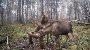 Лоси в сентябре