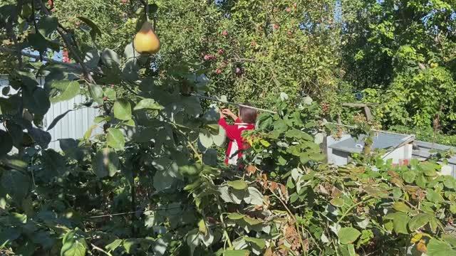 Ну очень люблю груши