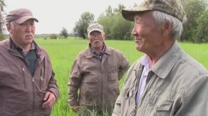 Умнуллубут омоон суолларынан: «Чинэки» холкуос олоҕуттан