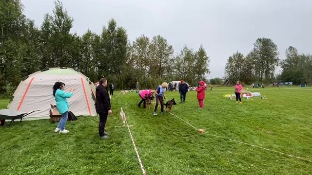 ЩЕНКИ КОБЕЛИ / КЧК САНКТ-ПЕТЕРБУРГ 30 августа`25 В.Хижняк Моно немецких овчарок