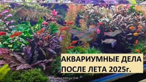 Аквариумные дела после лета 2025г.