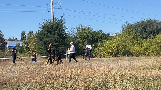 2 Отл. СС YUVENIR Olympionike +++ №8. ЭНГЕЛЬС 30 августа`25 Моно немецких овчарок