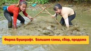 Ферма Бушкрафт в Пханге. Вьетнам.  Большие сомы, сбор, продажа