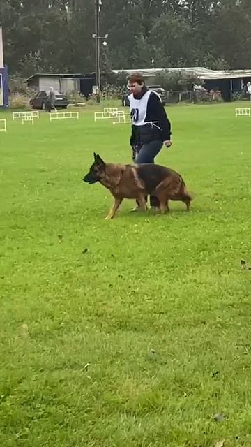 1 Отл. КЧК Wizard Time ALYASKA +++ №40. САНКТ-ПЕТЕРБУРГ 30 августа`25 Моно немецких овчарок