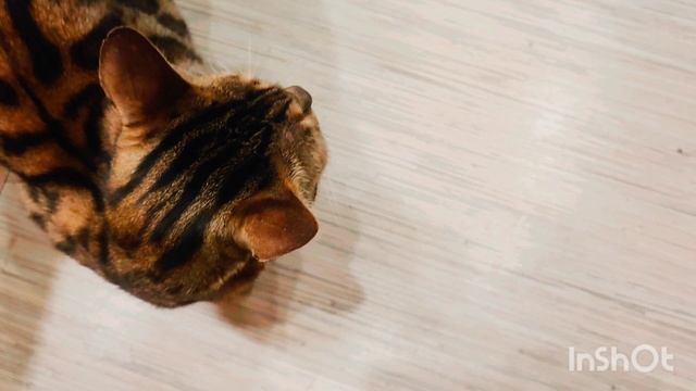 Джессины розетки🐱❤👍 смотреть онлайн