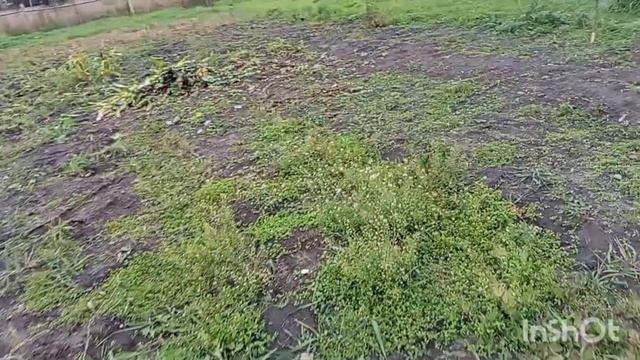 Поработала в цветнике.Убрала с грядки морковь, свёклу. смотреть онлайн