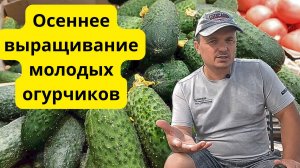 Огурцы в сентябре? Легко! Наш опыт.