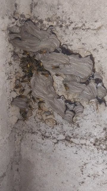 Осы снова продолжили строить улей! смотреть онлайн