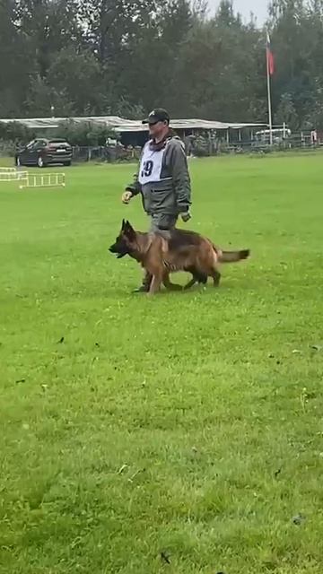 ВИВЬЕН ЛИ +0+ №39. САНКТ-ПЕТЕРБУРГ 30 августа`25 Моно немецких овчарок