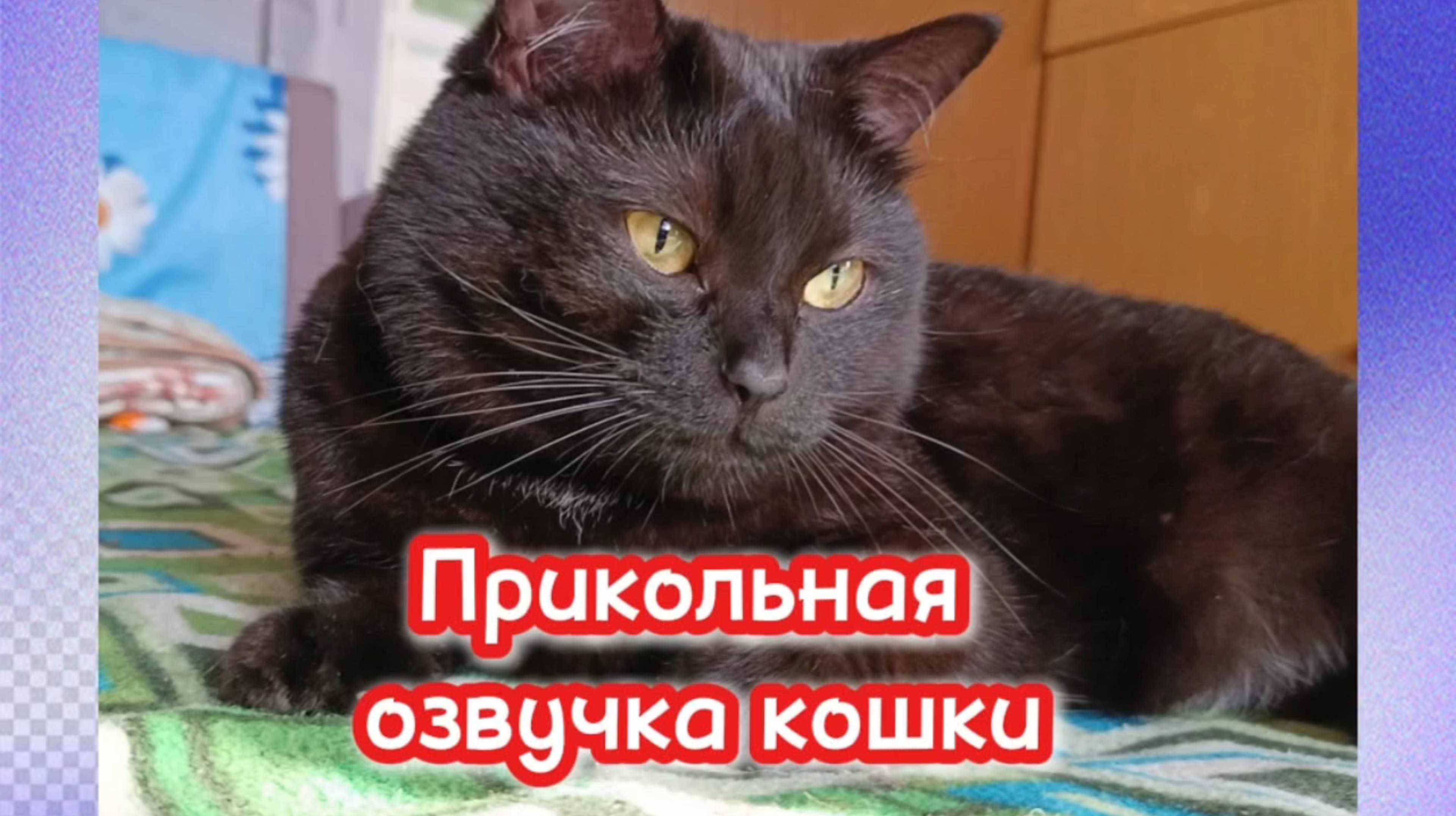 Кошки с озвучкой. смотреть онлайн