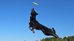 Летающие собаки Догтренинга