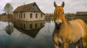 Жизнь после Чернобыля: как радиация изменила дикую природу в зоне отчуждения? | Все как у людей