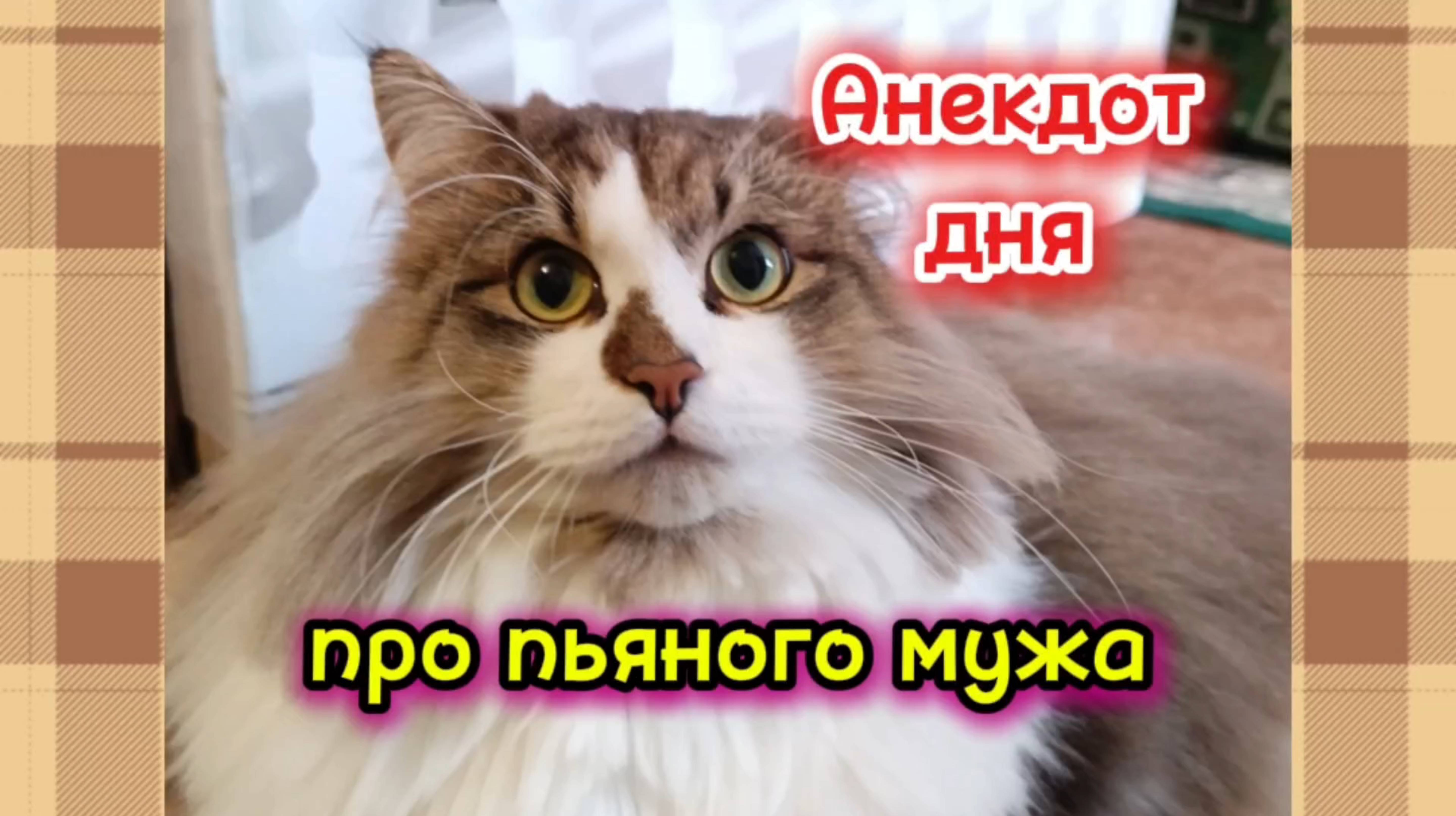 Анекдот дня. смотреть онлайн