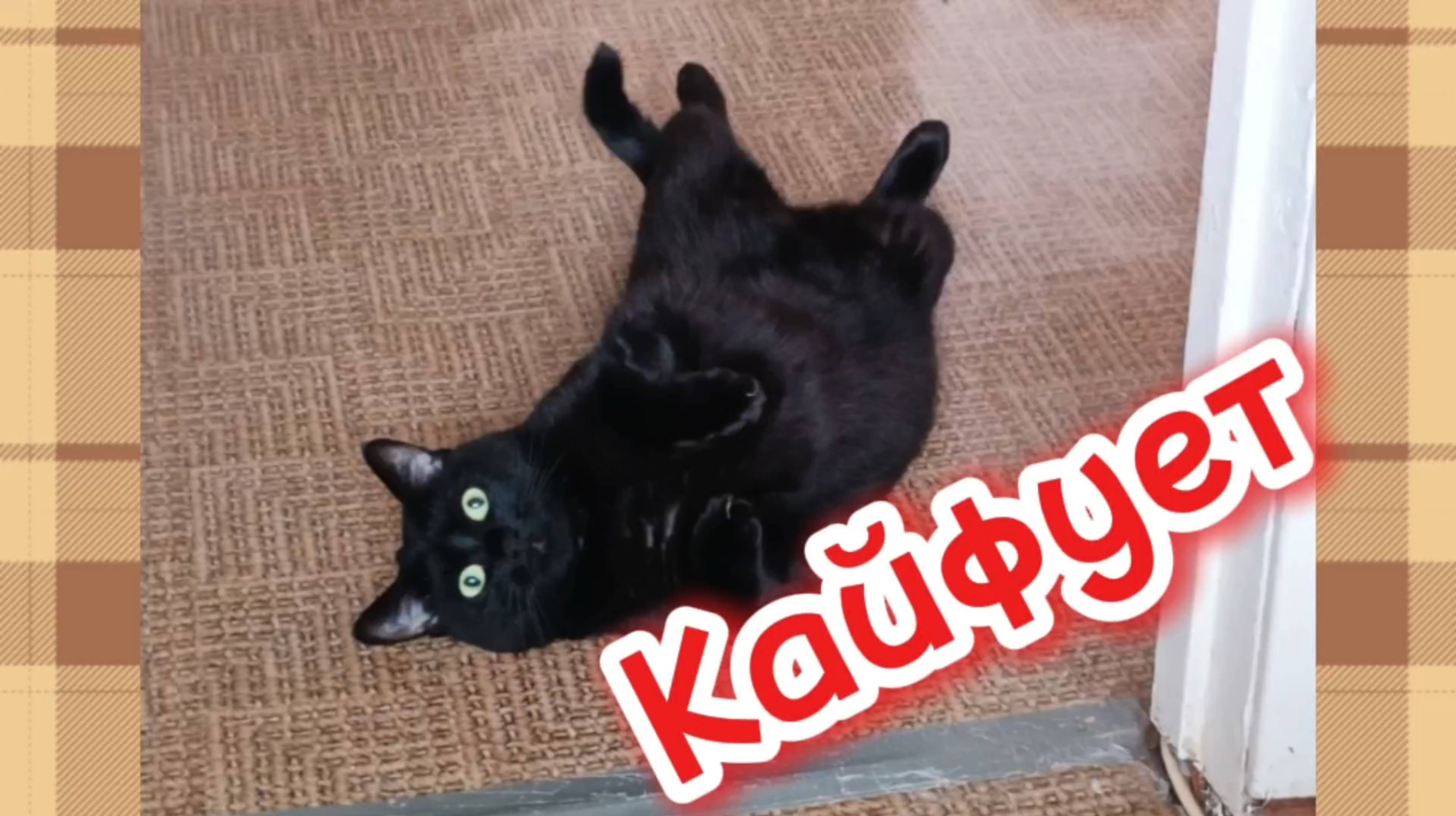 Кошечка кайфует. смотреть онлайн