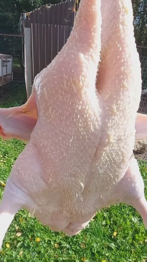 Утка Ст-5. Вес в 47 дней