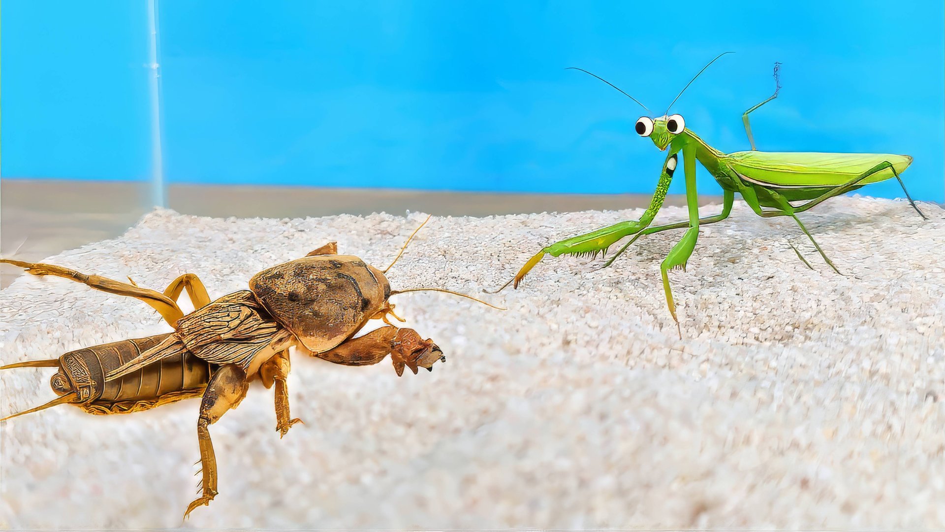 Огромная Медведка против Богомола - эпичная битва! ⚔️ смотреть онлайн