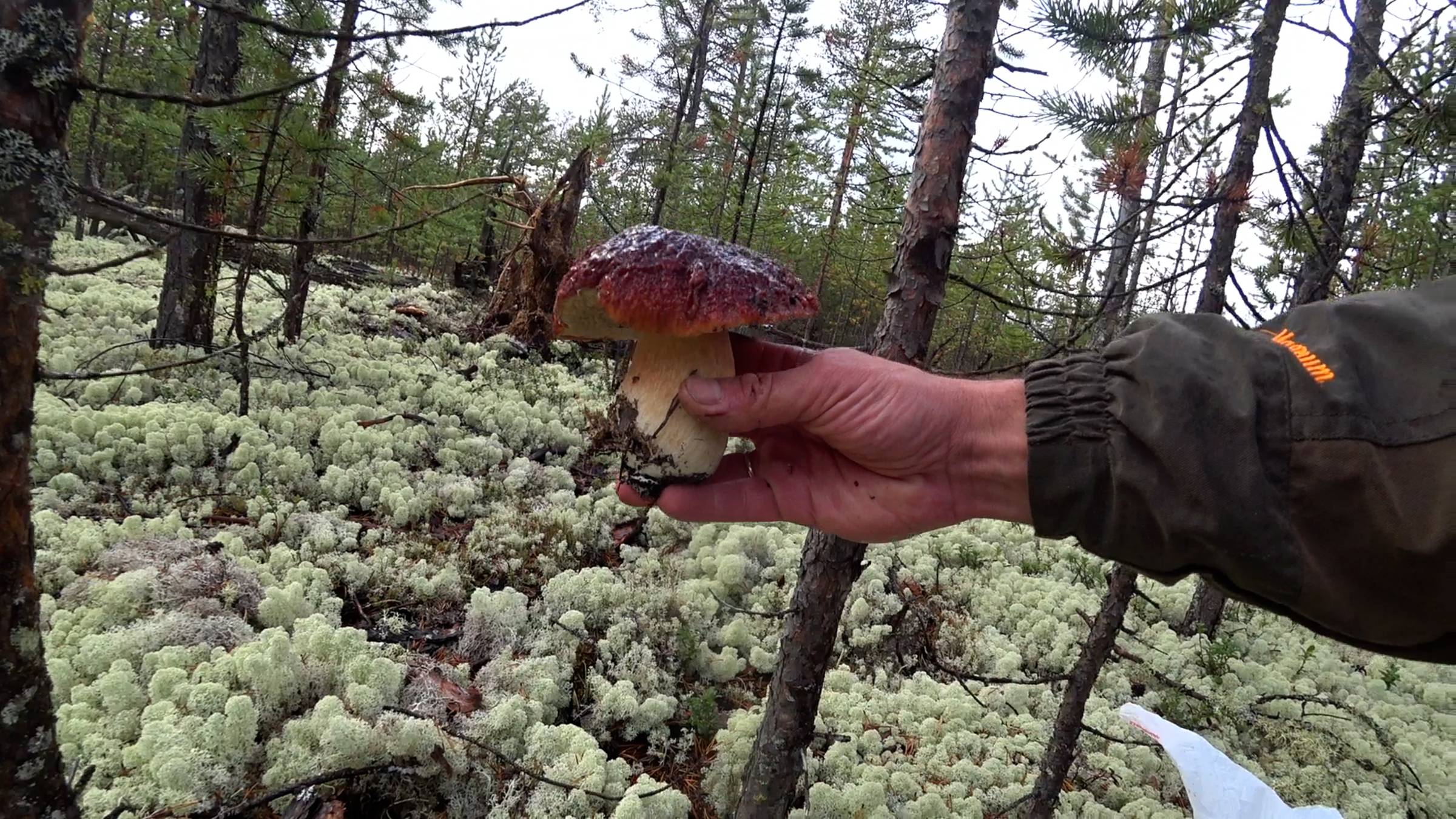 ЗА БЕЛЫМИ ГРИБАМИ. смотреть онлайн