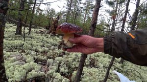 ЗА БЕЛЫМИ ГРИБАМИ.