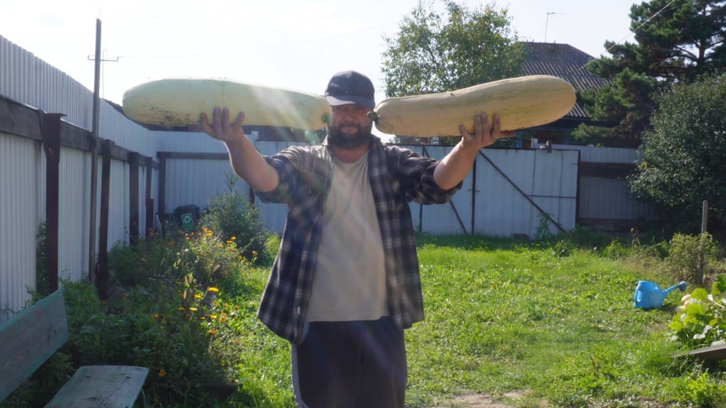 САМЫЕ БОЛЬШИЕ КАБАЧКИ НОРМАЛЬНОЙ ФОРМЫ И ДЛИНЫ 76 см. и 66 см. Обычные деревенские родные кабачки смотреть онлайн