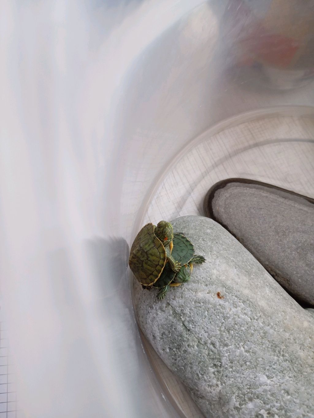 Черепашки смотреть онлайн