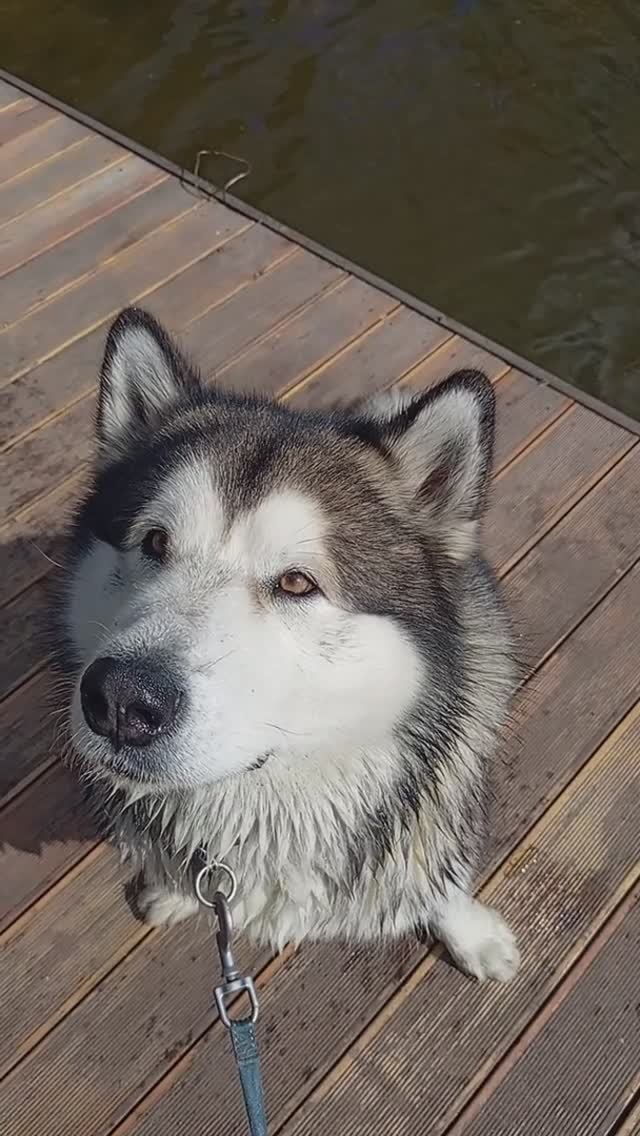 🐾🐺 аляскинский маламут ❤️ VID_20250908_111758