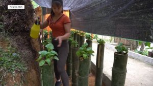 Дорис 41. Выращивание салата в бамбуковых тубах.