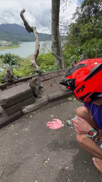 🐒🐒🐒 смотреть онлайн