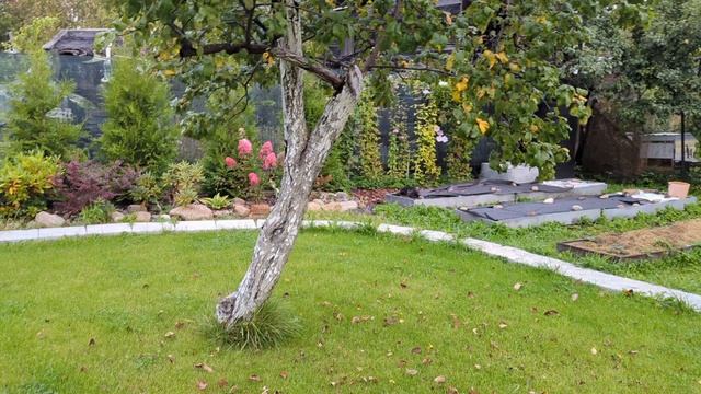 17-09-2025..Дача.С утра пораньше обхожу участок.. смотреть онлайн