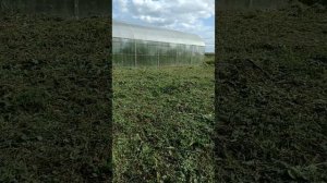 Результаты покоса на одном из участков.